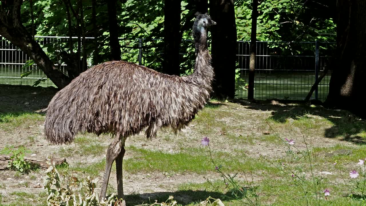 Emu, Dromaius novaehollandiae站在它的栖息地视频素材