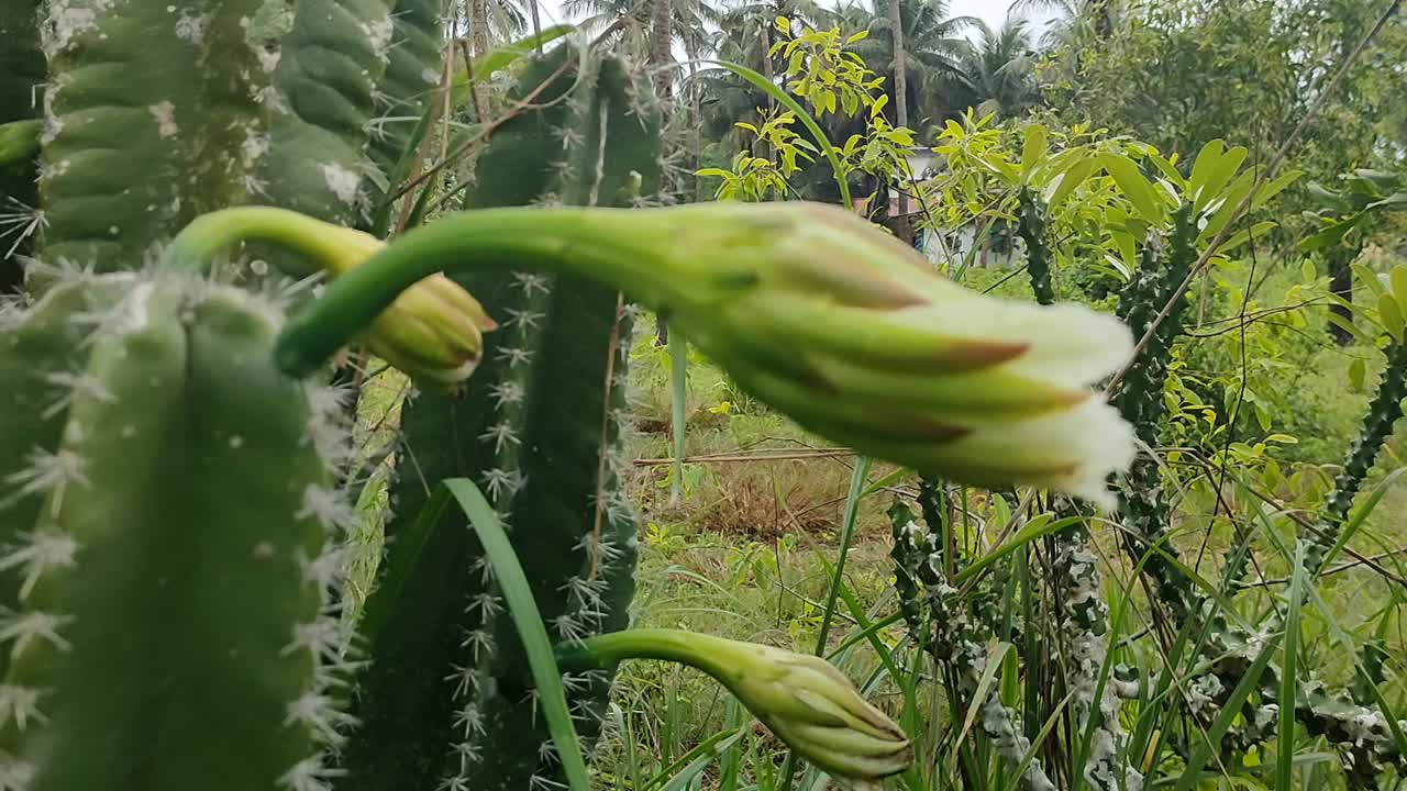 美丽的白色仙人掌在仙人掌植物中盛开视频素材