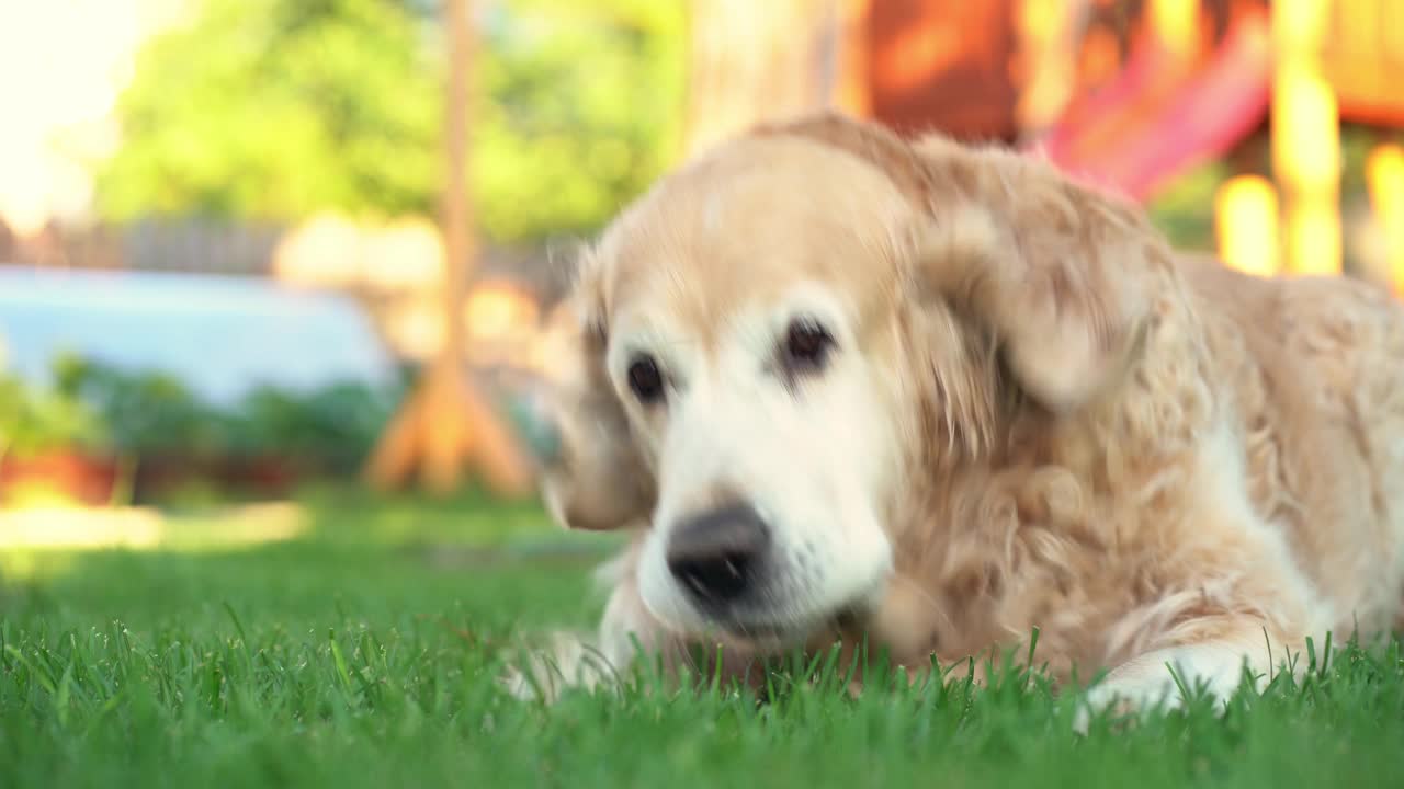 拉布拉多寻回犬躺在绿色的草坪上，嗅着草，咳嗽着视频素材