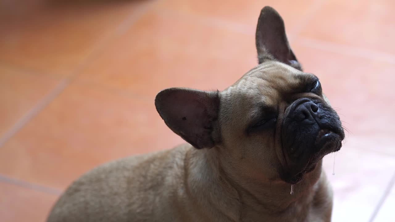 法国斗牛犬坐在室内流口水。视频素材