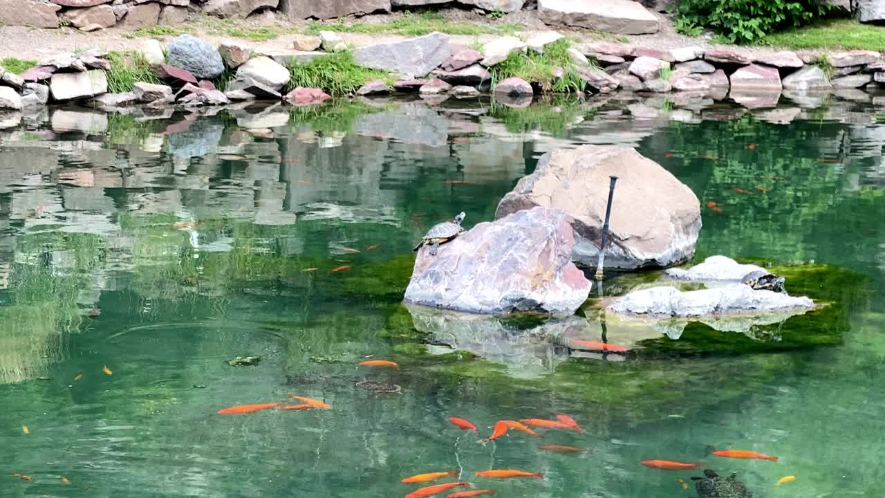 锦鲤在清水清澈的天然池塘里养鱼视频素材