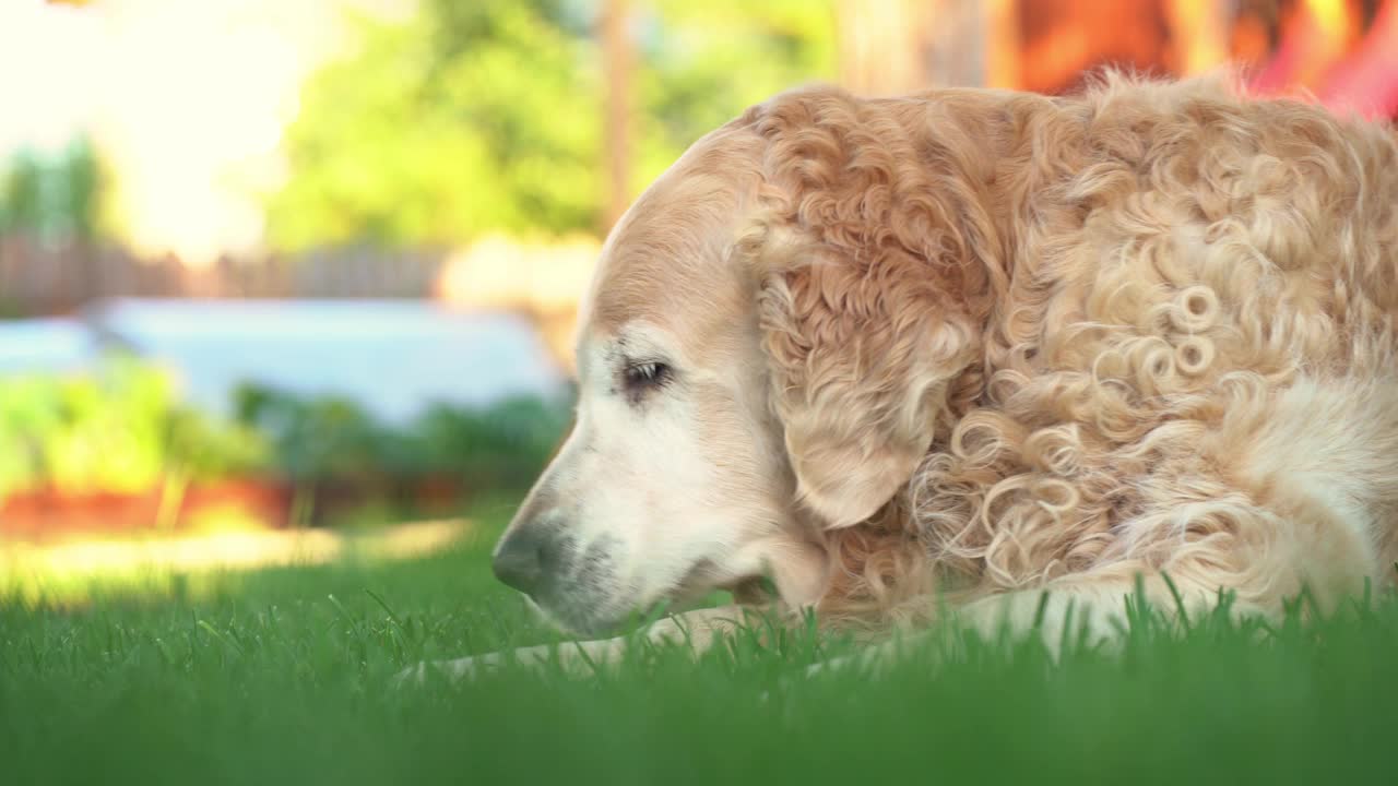 大狗拉布拉多寻回犬的特写。狗用爪子擦着口鼻玩耍视频素材