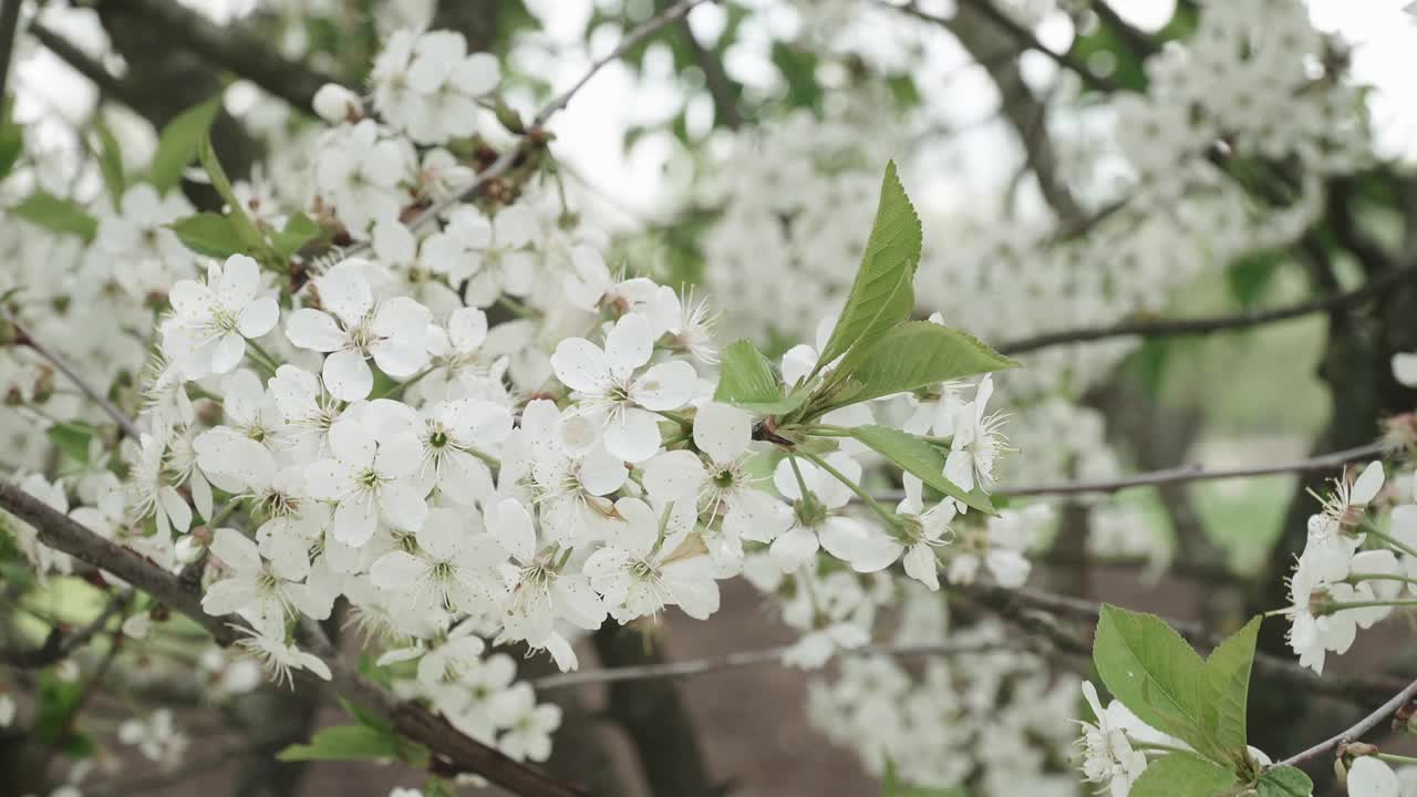 樱花枝视频素材