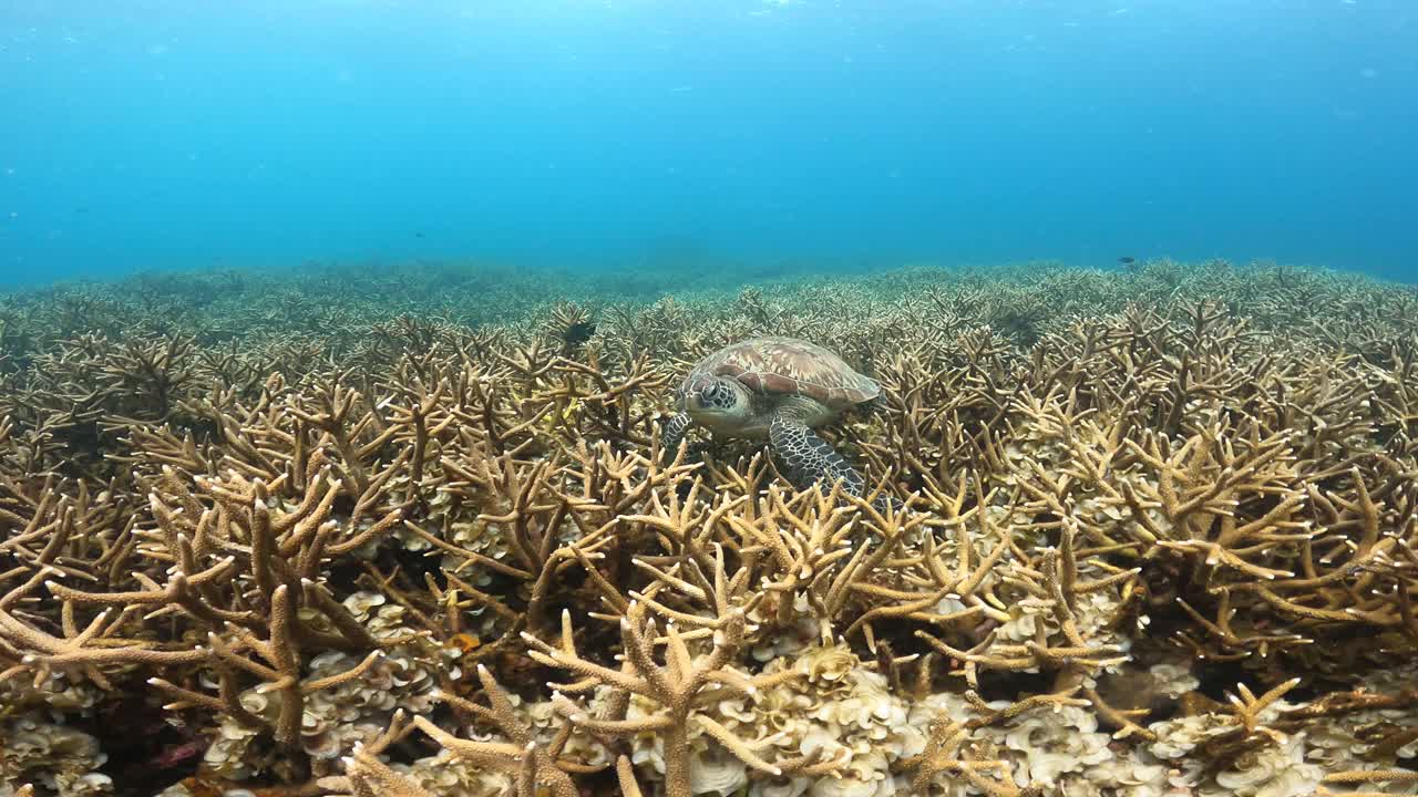 绿海龟在喂食
鹿角珊瑚礁场视频素材