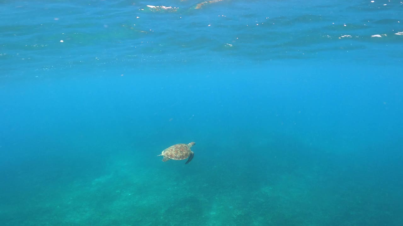 绿海龟在海水中游泳视频素材