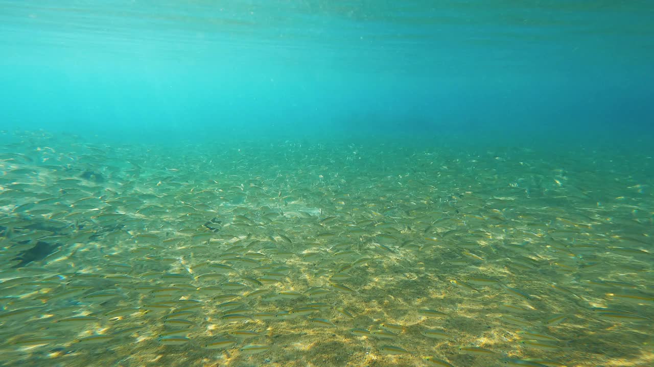 浅水沙质海床上的一群黄色带鱼视频素材