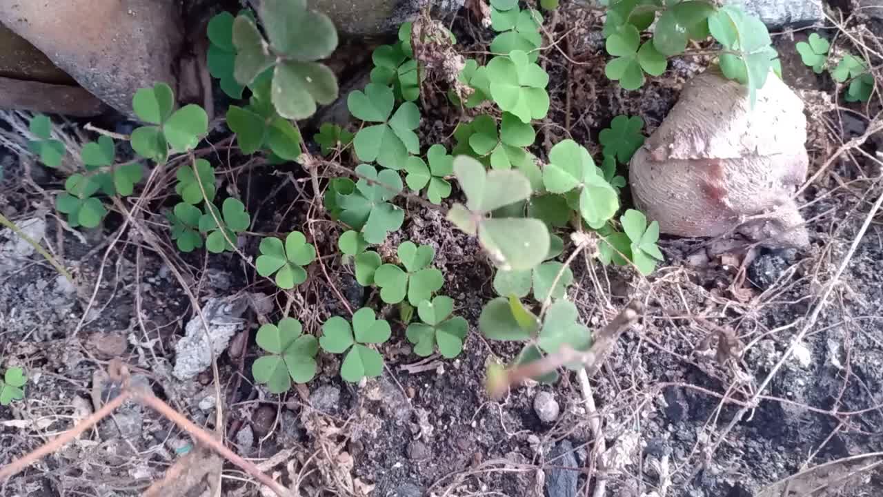 花盆里的野生小植物视频素材