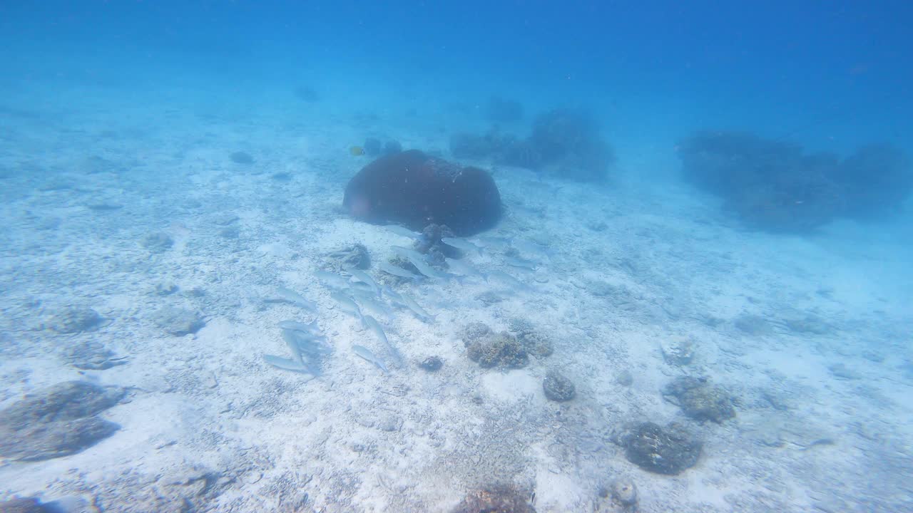 海底的鲻鱼群视频素材