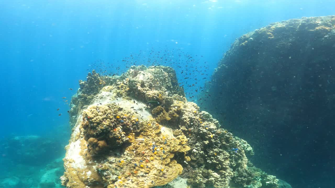 游过浅水珊瑚礁视频素材