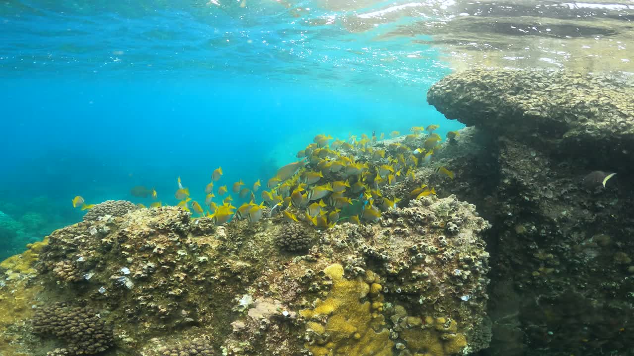 一群蝴蝶鱼在浅水珊瑚礁海视频素材