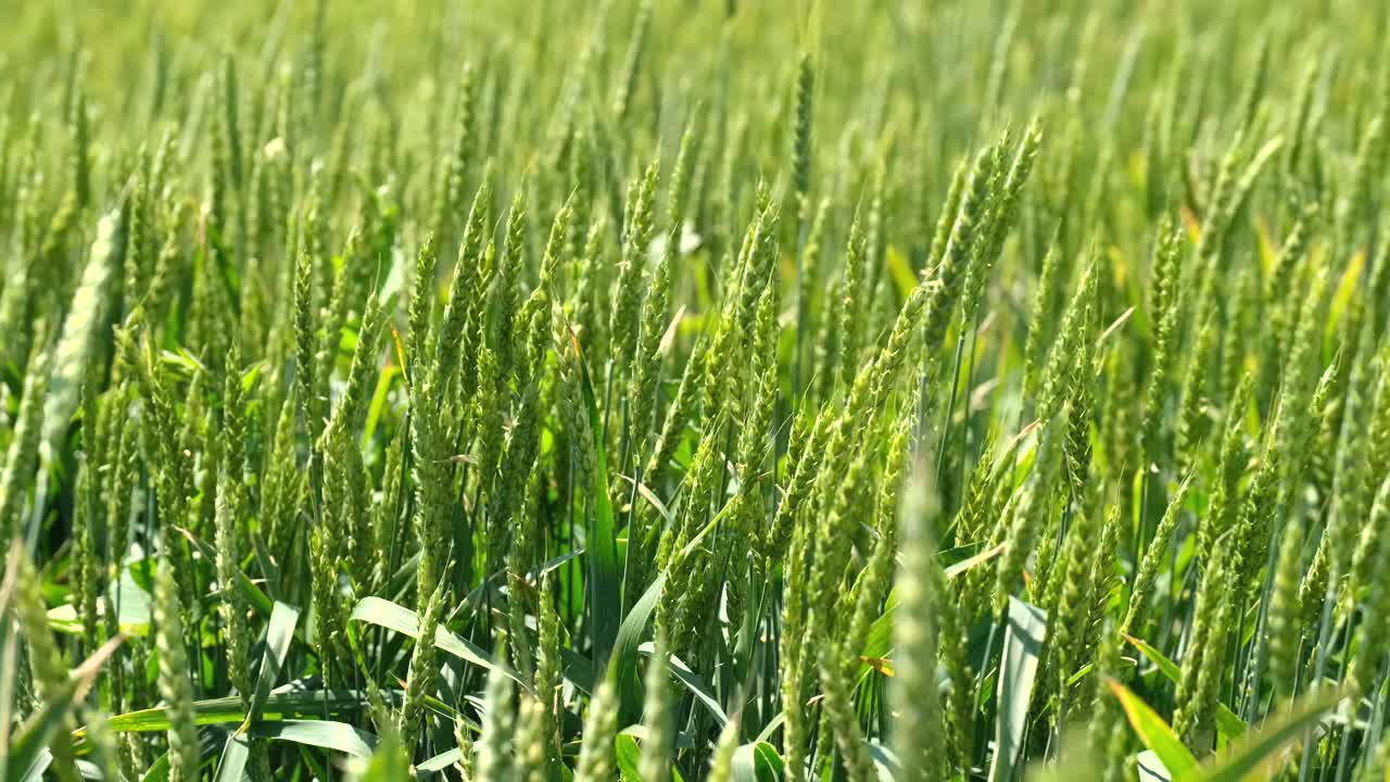 多汁的新鲜穗年轻的绿色小麦在大自然的春天夏天田野特写宏观。成熟的麦穗。绿色的麦田。视频素材