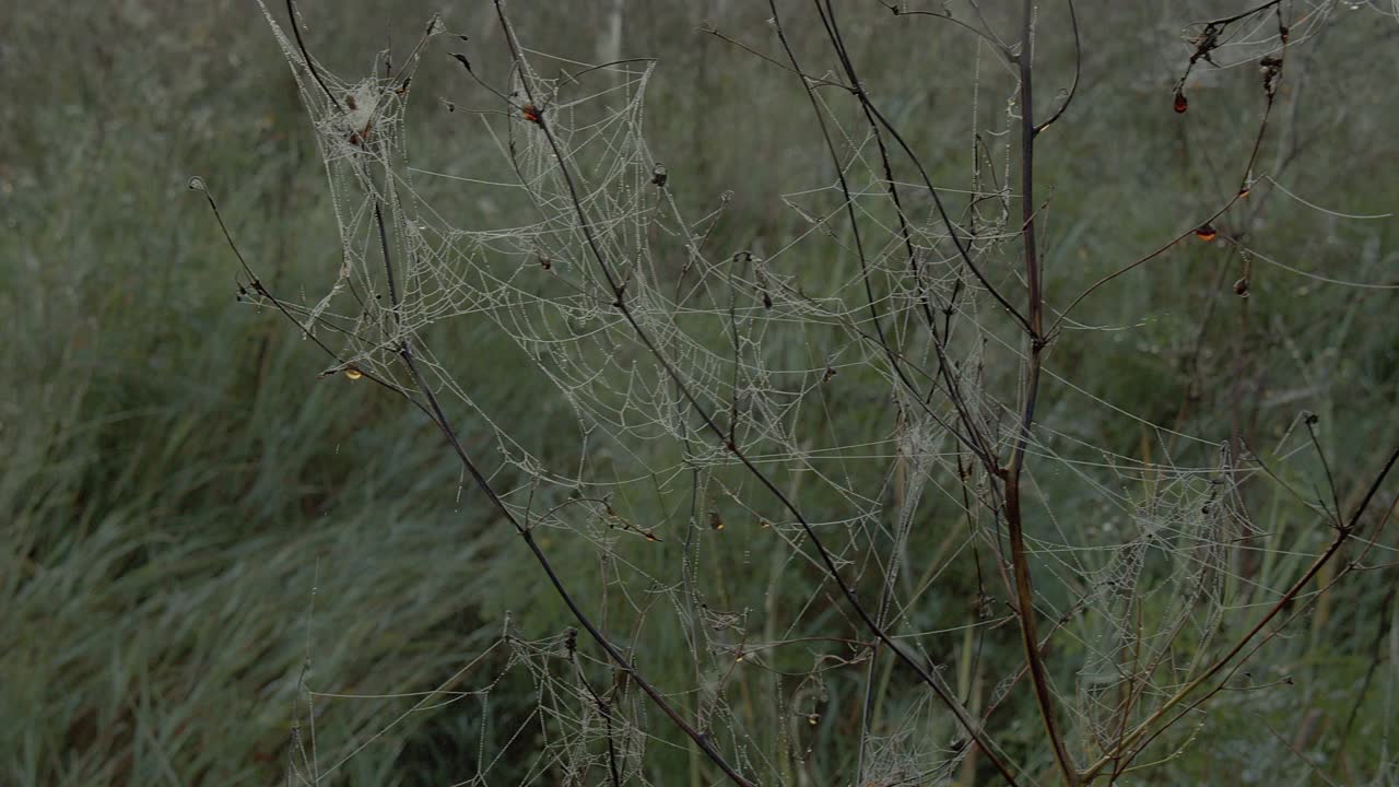 挂着露珠的大网随风飘动视频素材