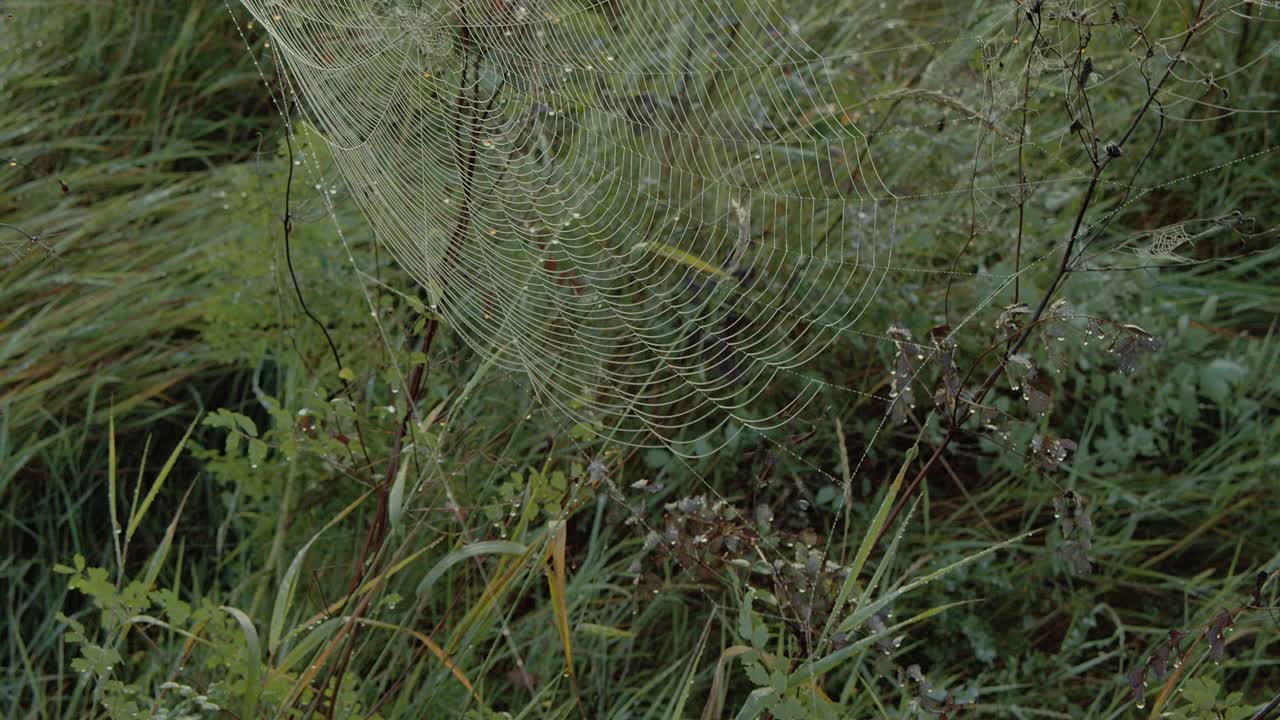 挂着露珠的大网随风飘动视频素材