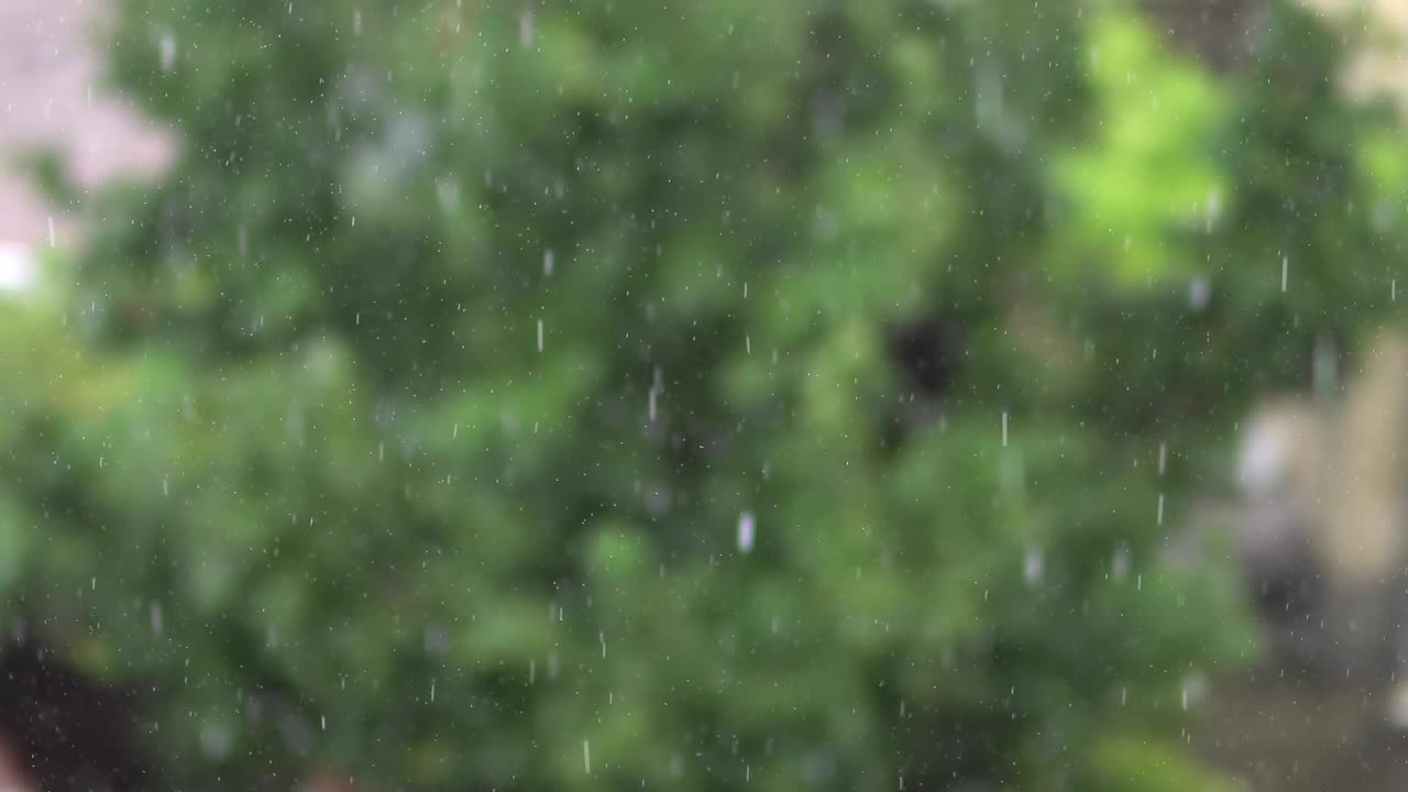 大雨落在花园里的树上视频素材