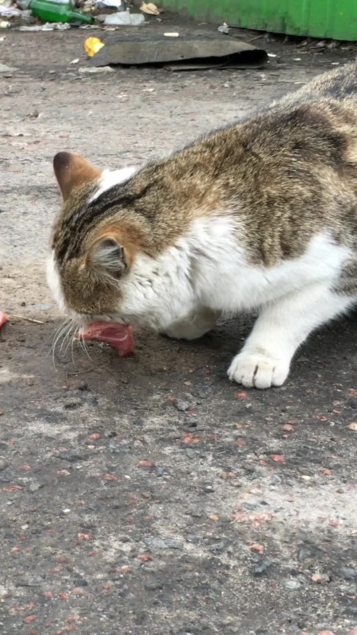 饥饿的流浪猫吃在城市街道的垃圾堆里找到的饲料或肉。视频素材