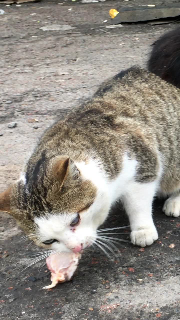 饥饿的流浪猫吃在城市街道的垃圾堆里找到的饲料或肉。视频素材