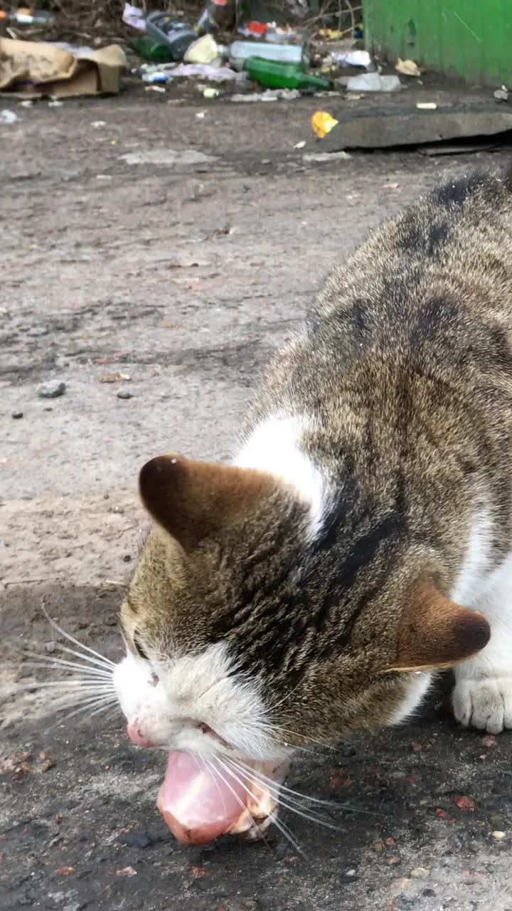 饥饿的流浪猫吃在城市街道的垃圾堆里找到的饲料或肉。视频素材