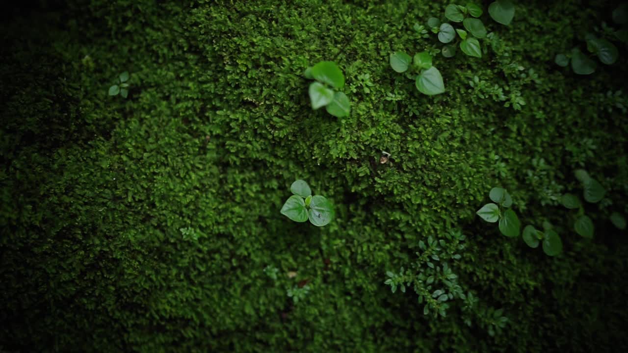 在热带雨林中，低角度拍摄苔藓覆盖榕树根部视频素材