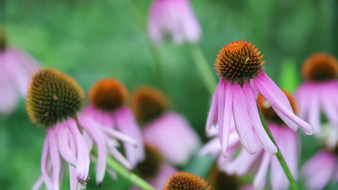 粉红色紫锥菊花在模糊的绿色背景上视频素材