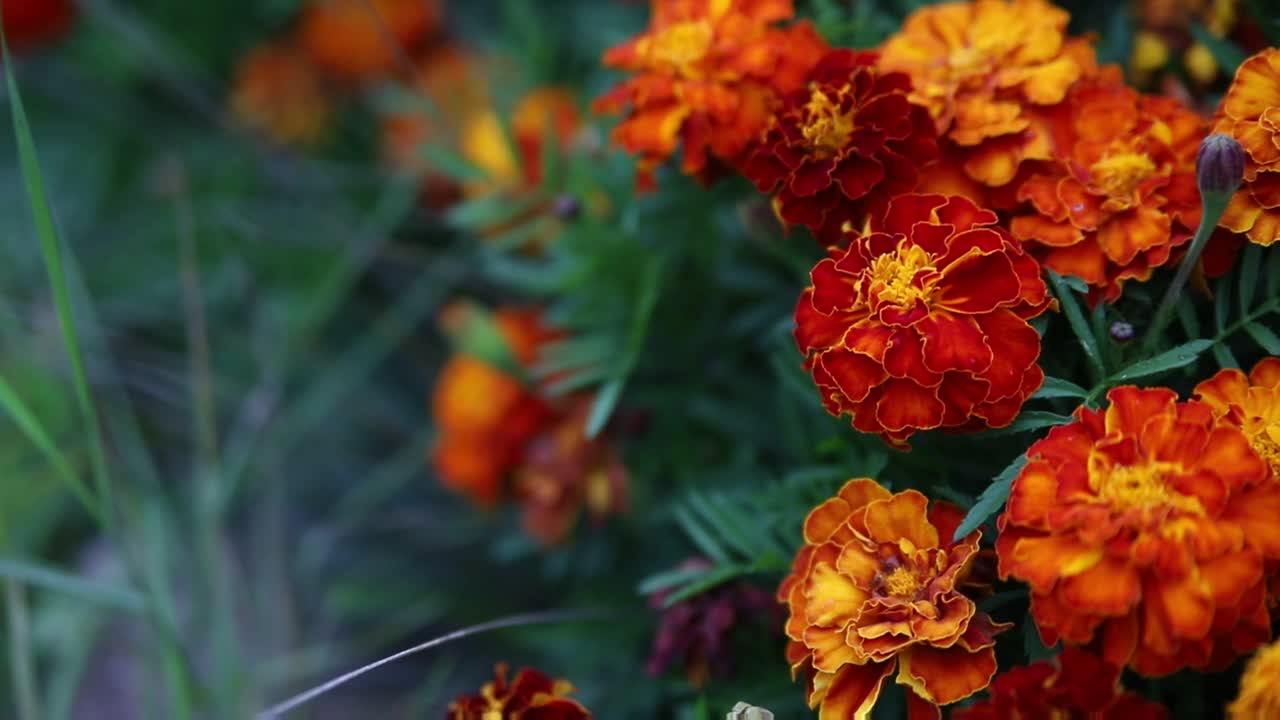 秋天的阴天，翠绿的草地上盛开着鲜艳的橙色金盏花视频素材