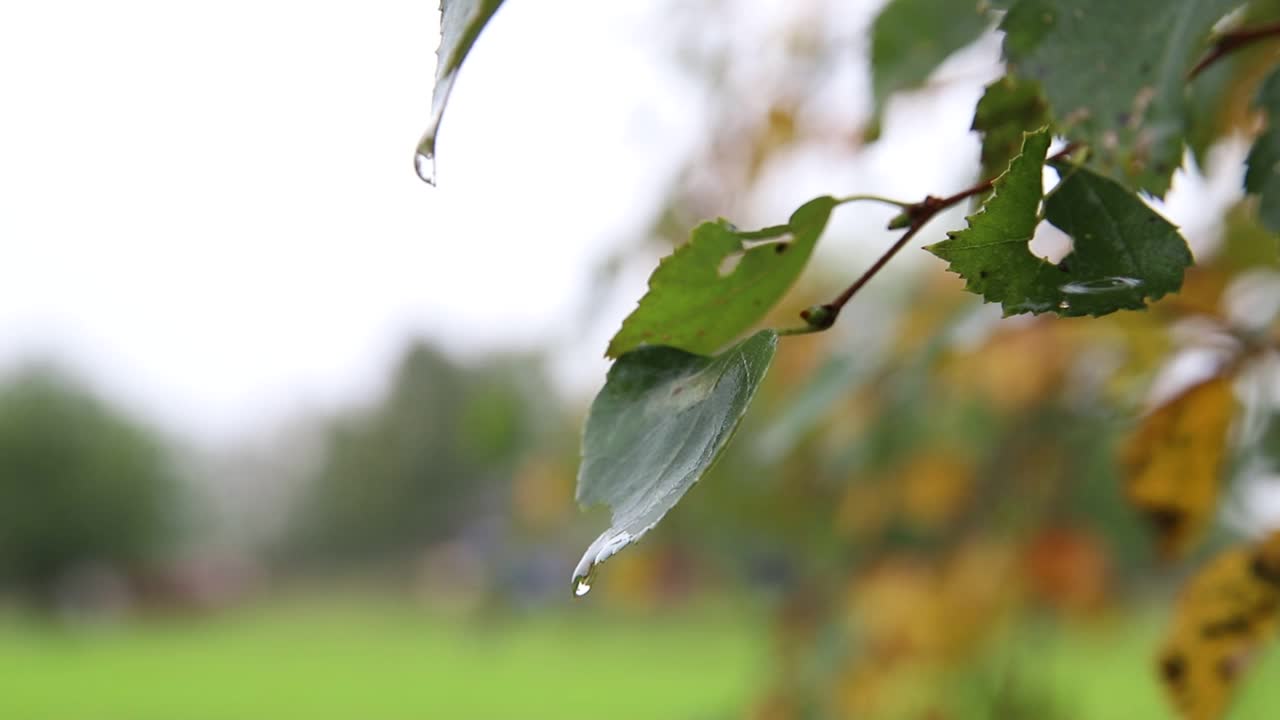 雨点落在黄色和绿色的桦树叶子上视频素材