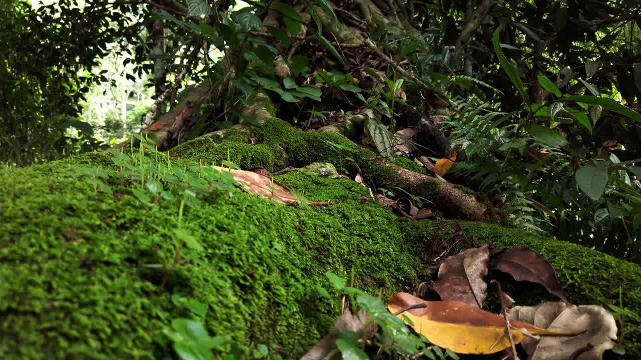 在热带雨林中，青苔覆盖榕树的根部视频素材