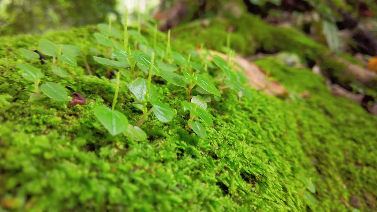 在热带雨林中，低角度拍摄苔藓覆盖榕树根部视频素材