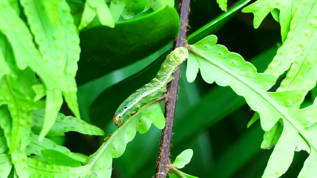 绿色的蕨类植物花园里的绿色毛虫视频素材