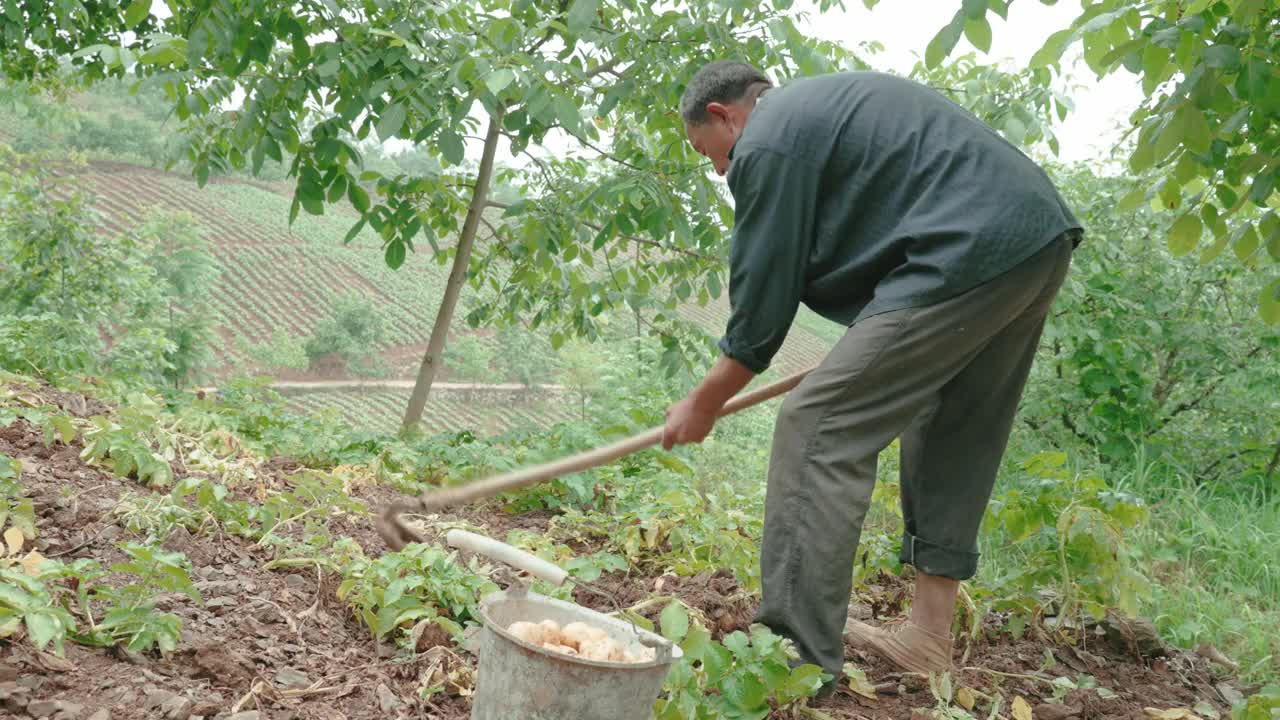 农民们正在收割土豆。视频素材