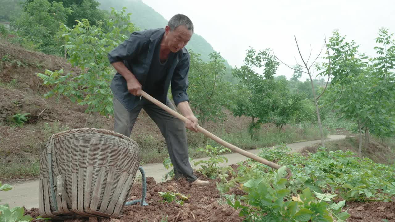 农民们正在收割土豆。视频素材