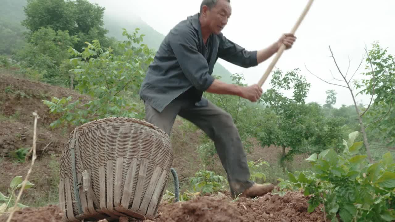 农民们正在收割土豆。视频素材