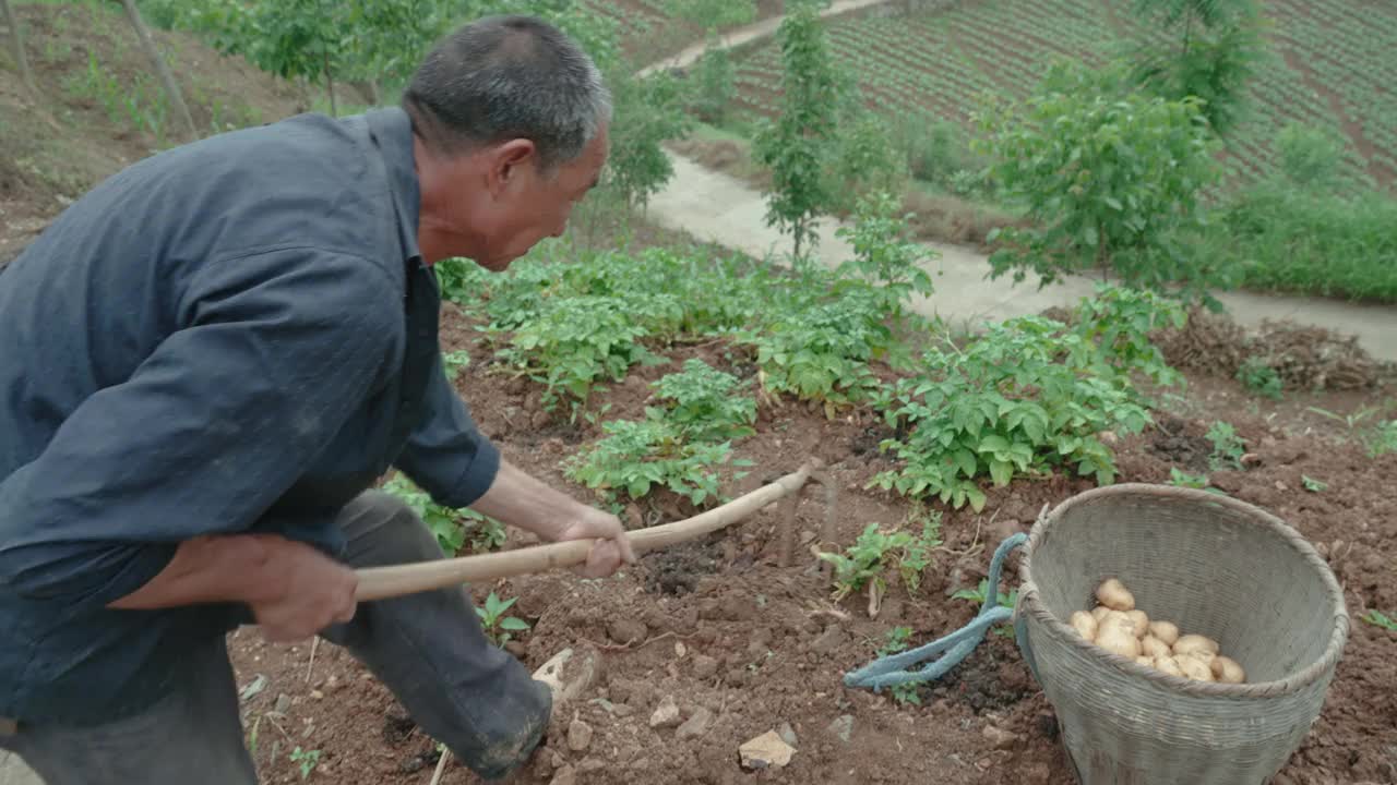 农民们正在收割土豆。视频素材