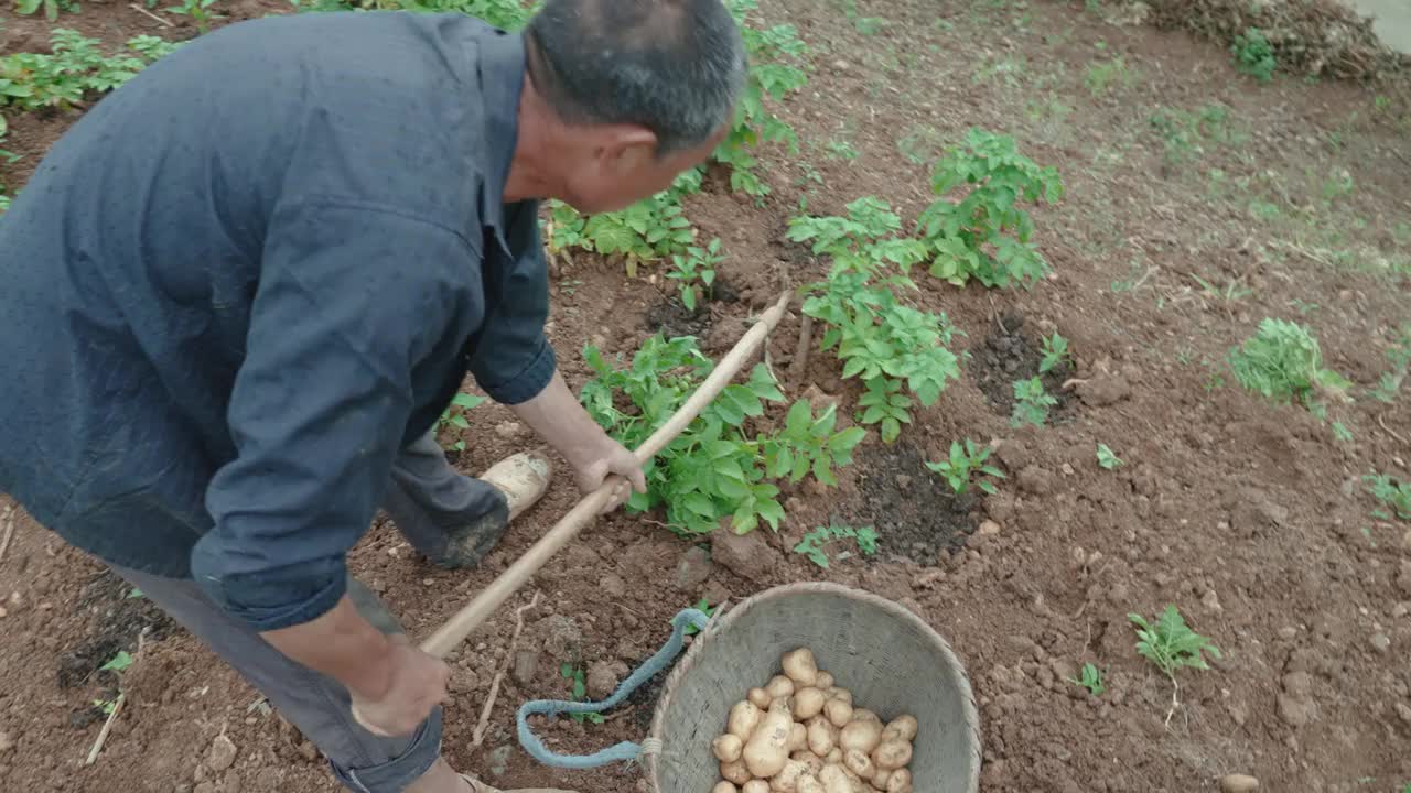 农民们正在收割土豆。视频素材