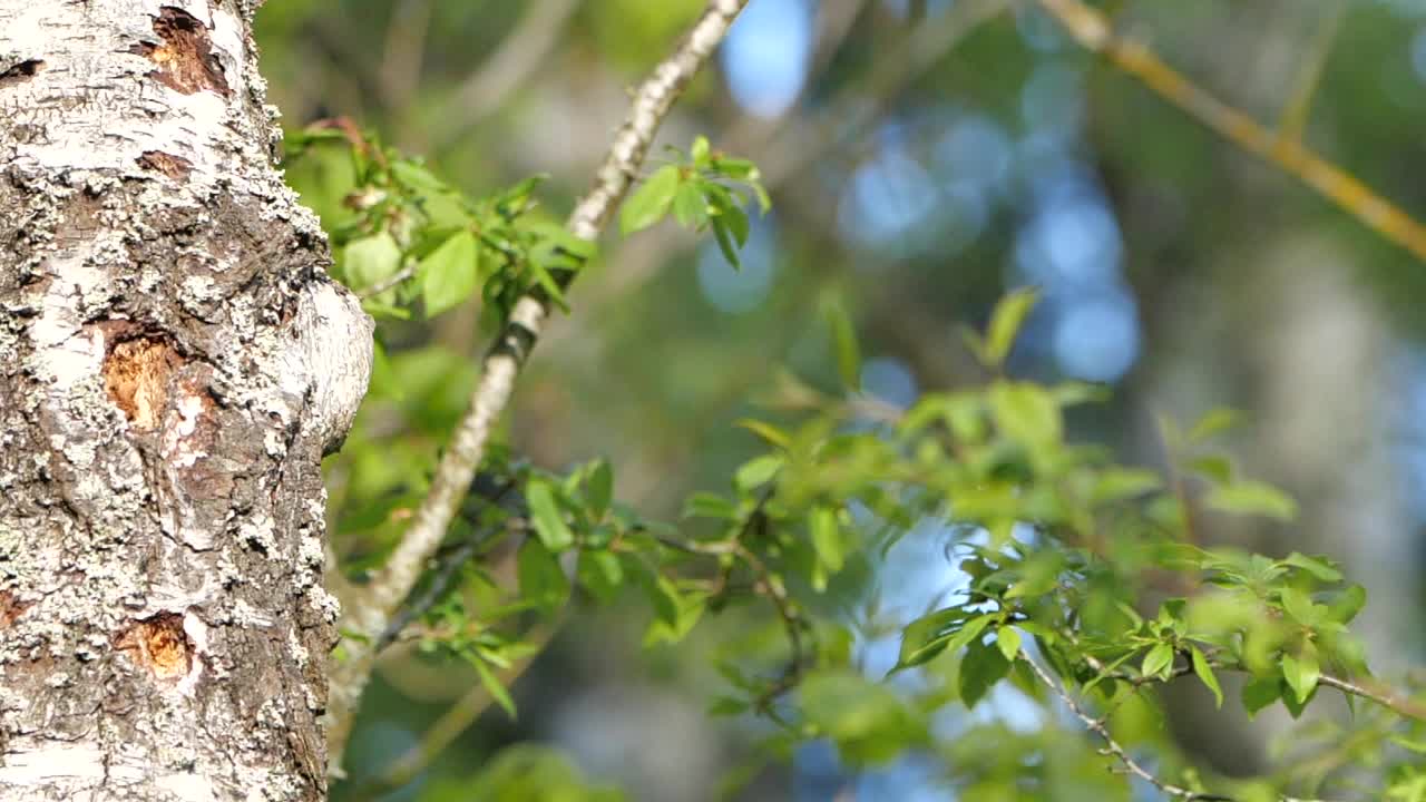 慢动作的欧亚蓝山雀(蓝山雀)，白俄罗斯视频素材