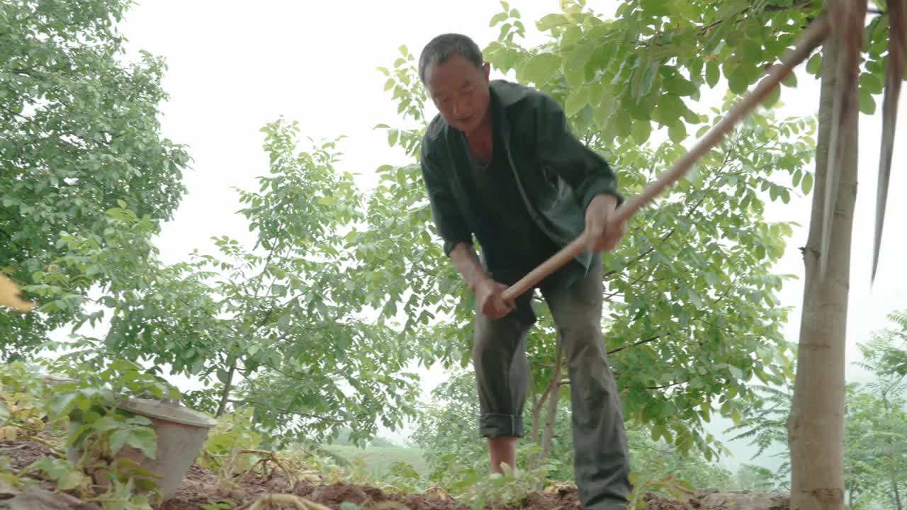 农民们正在收割土豆。视频素材