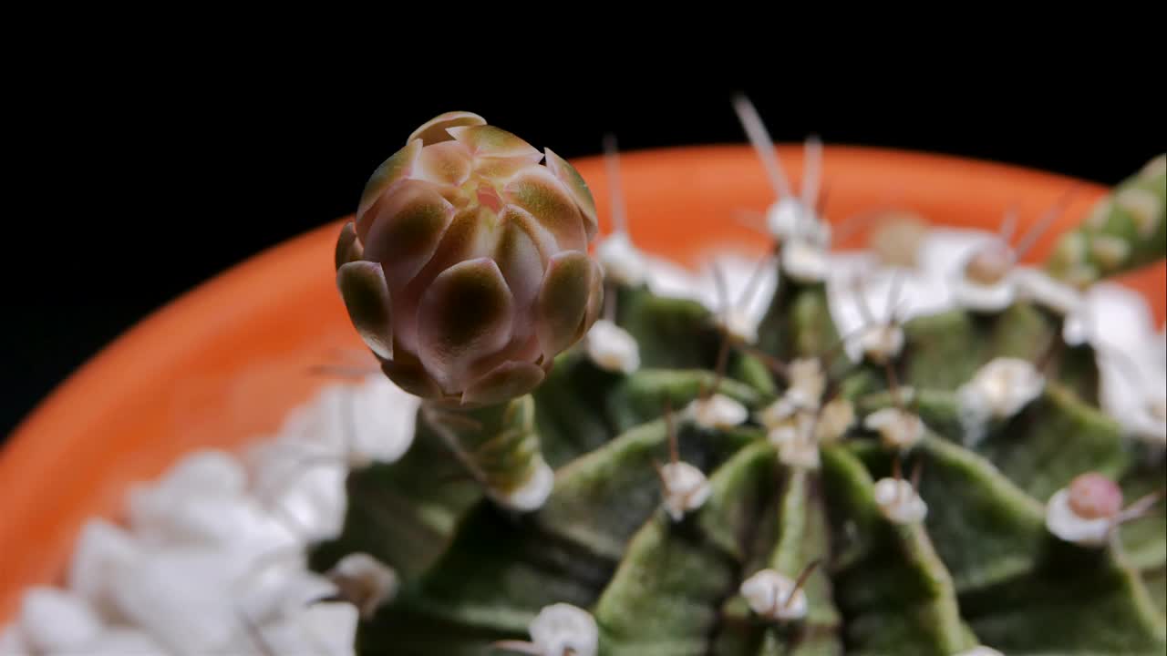 仙人掌花开花，小仙人掌在花盆里视频素材