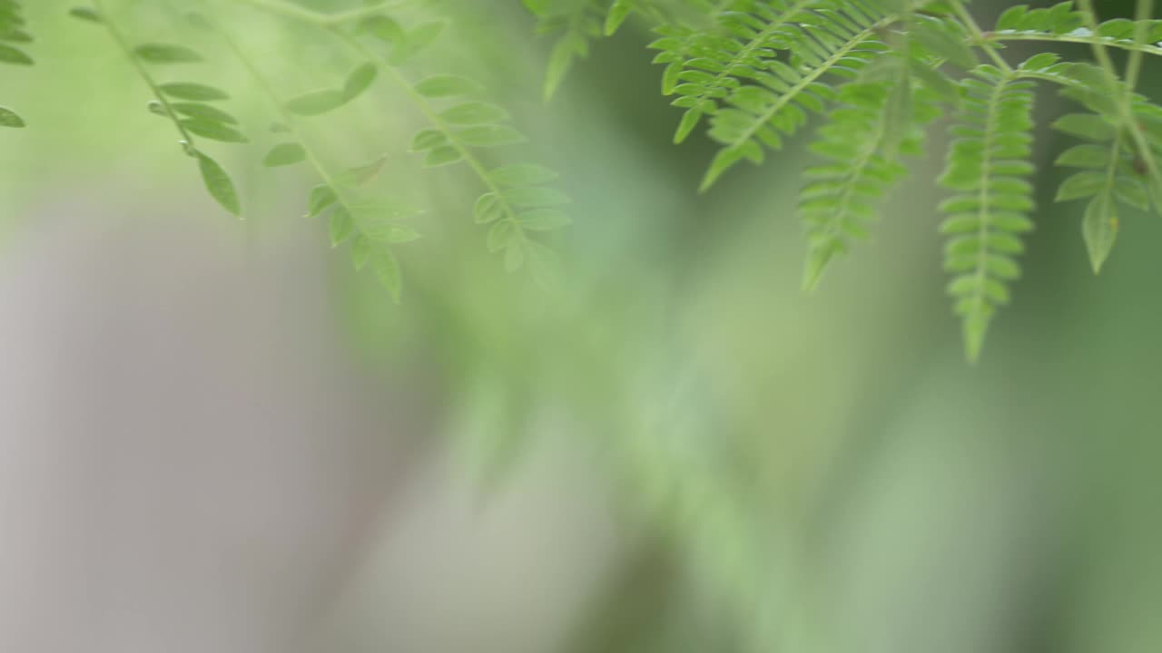 植物和植物部分的特写视频素材