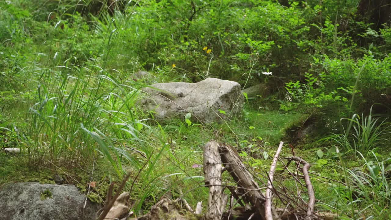 典型的欧洲森林景观-草，小灌木和苔藓在地面上-大的石头和一些干燥的老树，摄像机镜头在风景视频素材