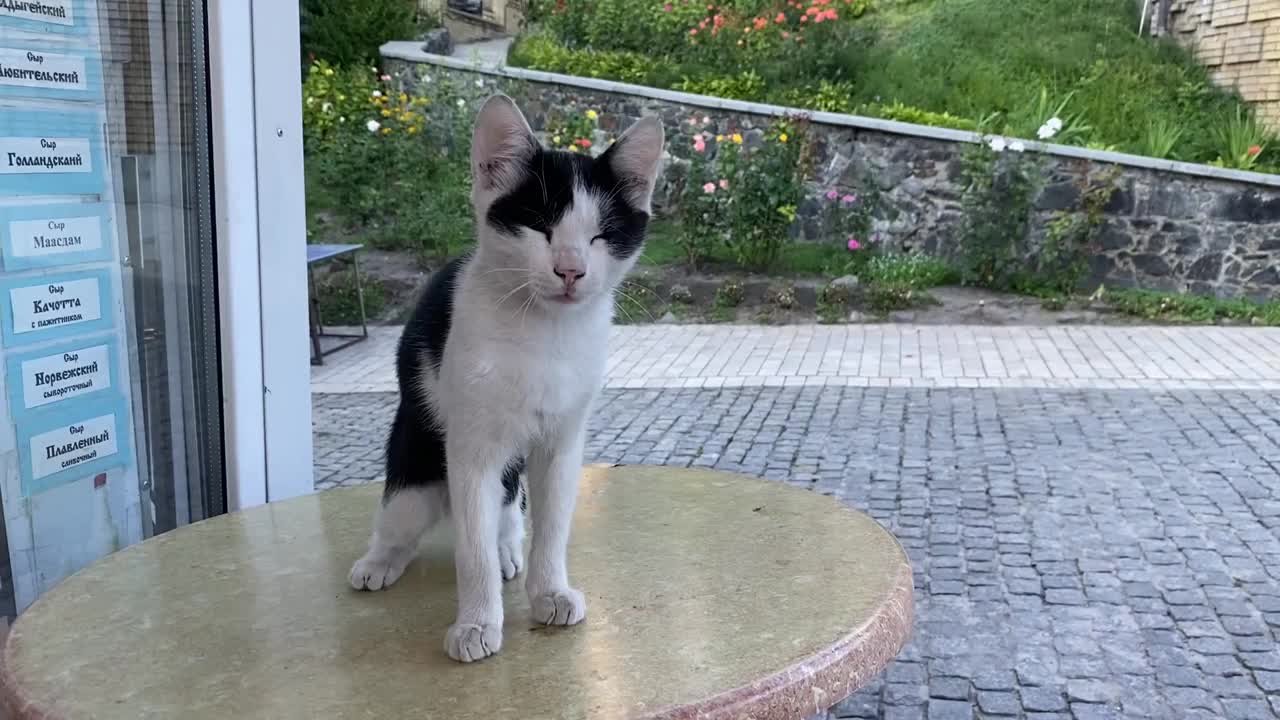 饥饿的黑白小猫喵喵叫。视频素材