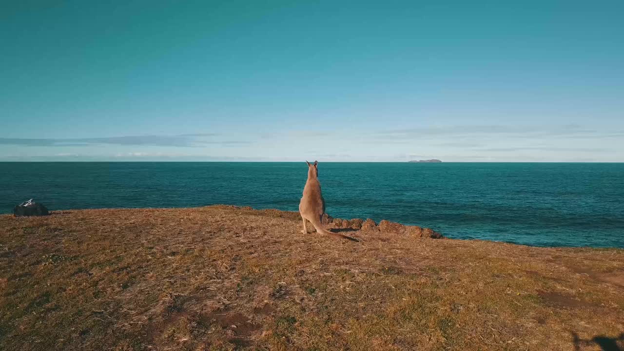 海洋旁的袋鼠航拍视频素材