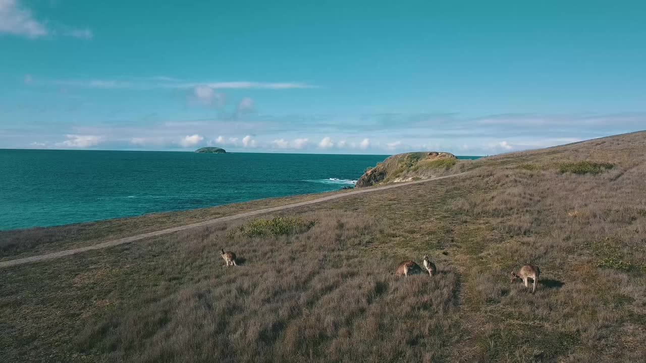 海洋旁的袋鼠航拍视频素材