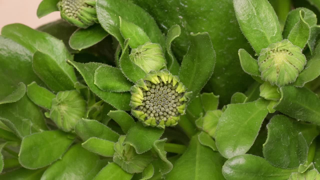 时间流逝开花的骨种子花视频素材