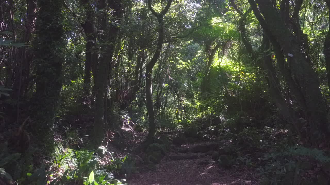 韩国济州岛Bijarim森林古老生长林的森林小路风景视频素材