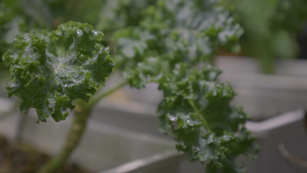 这是一个特写镜头，一个女人在自家菜园里用剪刀剪甘蓝叶子。视频素材