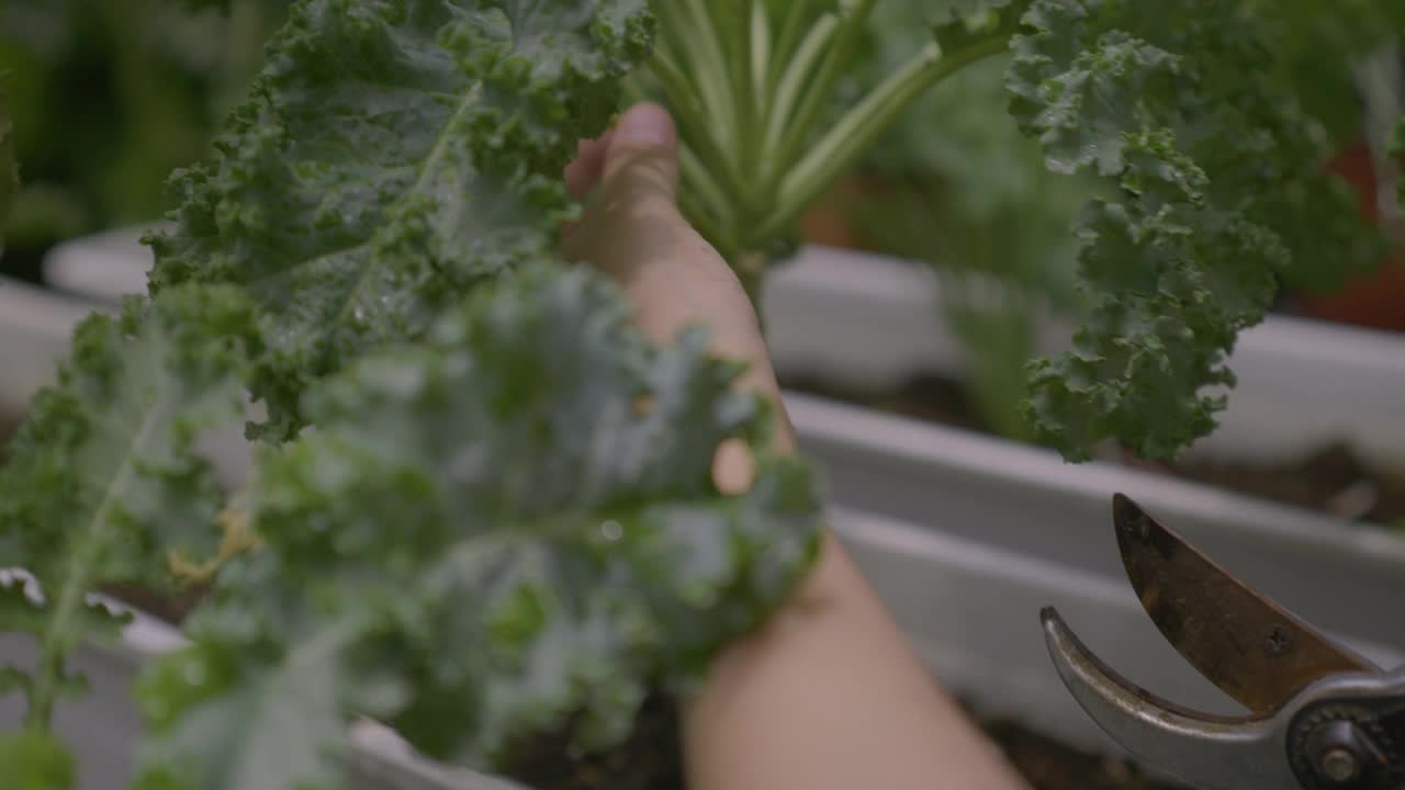 这是一个特写镜头，一个女人在自家菜园里用剪刀剪甘蓝叶子。视频下载