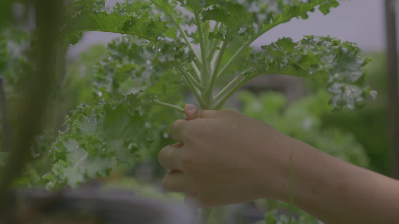 这是一个特写镜头，一个女人在自家菜园里用剪刀剪甘蓝叶子。视频素材