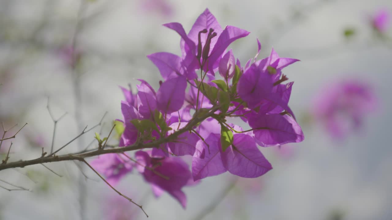 九重葛花带着灰色的天空。视频下载