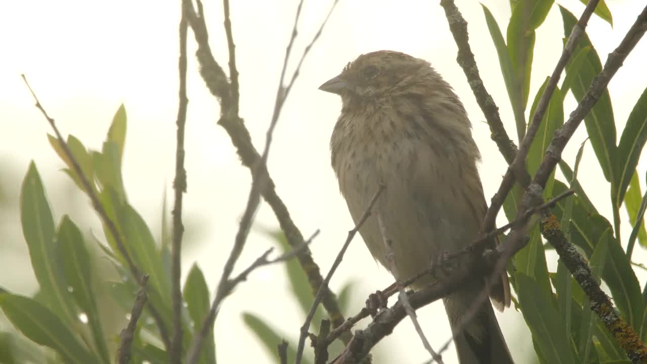 白俄罗斯黄金时段的黄锤鱼视频素材