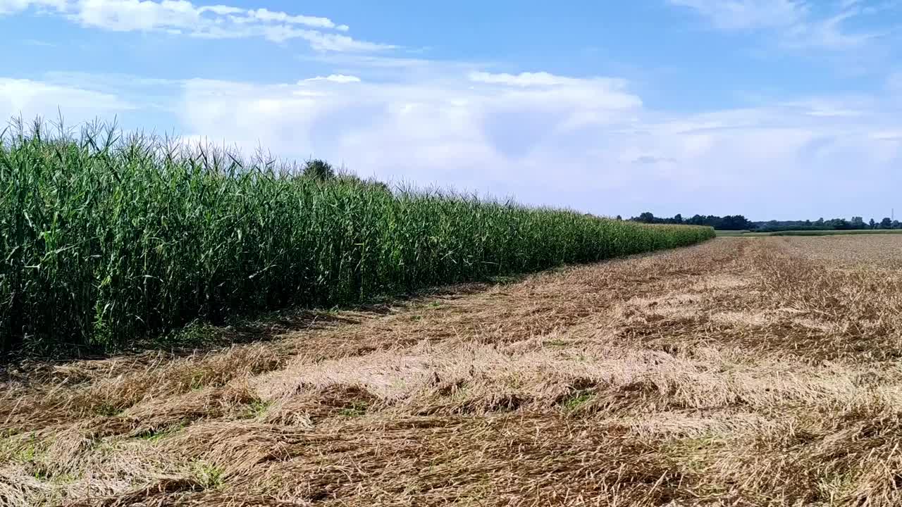 农业领域。在它旁边种玉米和留茬。视频素材