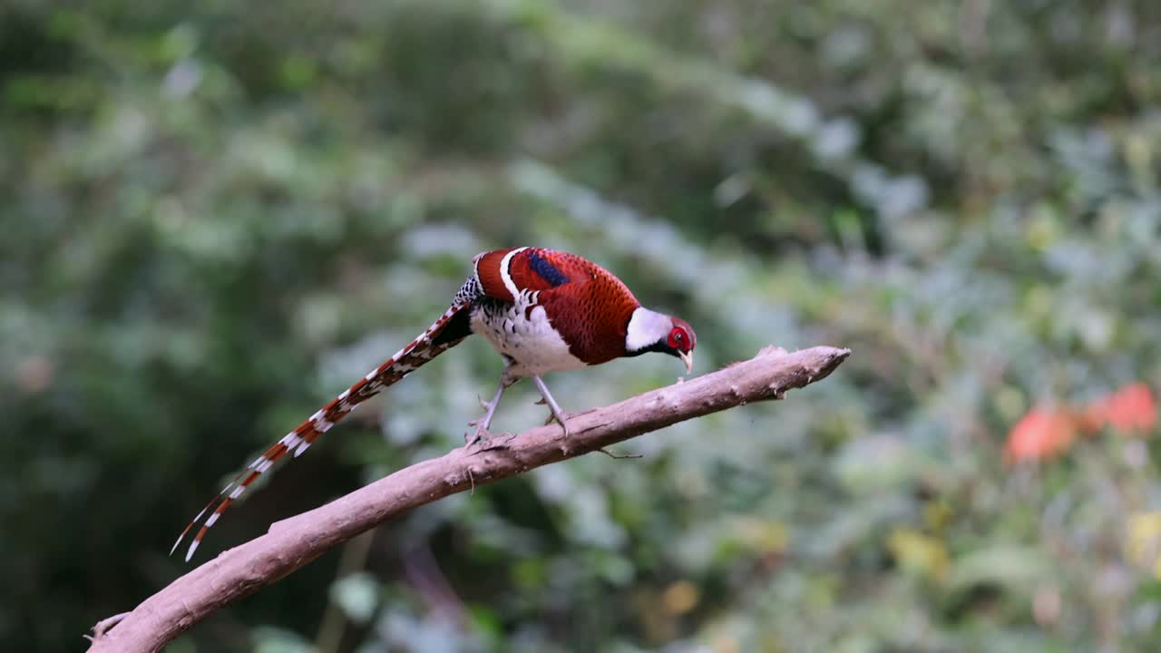 飞行中的鸟:环颈雉(Phasianus colchicus)视频素材